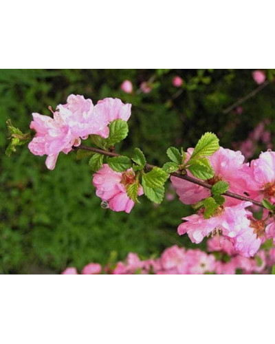 Мигдаль трилопатевий | Prunus triloba | Миндаль трёхлопастной