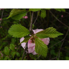 Мигдаль трилопатевий | Prunus triloba | Миндаль трёхлопастной