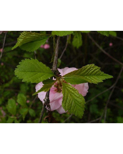 Мигдаль трилопатевий | Prunus triloba | Миндаль трёхлопастной