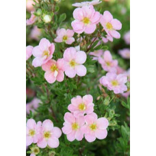 Перстач чагарниковий / Лапчатка кущова Прінцесс / Пінк Квін | Potentilla fruticosa Princess / Pink Queen | Лапчатка кустарниковая Принцесс / Пинк Квин