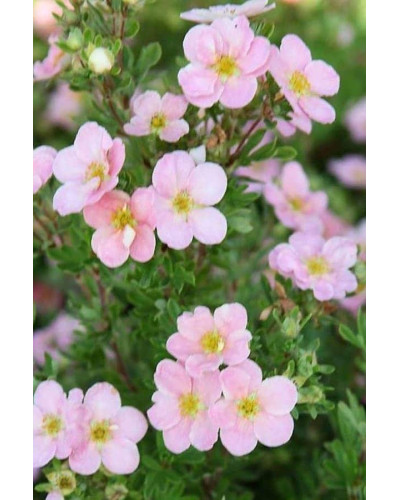 Перстач чагарниковий / Лапчатка кущова Прінцесс / Пінк Квін | Potentilla fruticosa Princess / Pink Queen | Лапчатка кустарниковая Принцесс / Пинк Квин