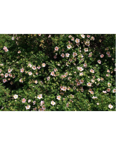 Перстач чагарниковий / Лапчатка кущова Прінцесс / Пінк Квін | Potentilla fruticosa Princess / Pink Queen | Лапчатка кустарниковая Принцесс / Пинк Квин