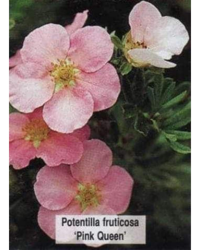 Перстач чагарниковий / Лапчатка кущова Прінцесс / Пінк Квін | Potentilla fruticosa Princess / Pink Queen | Лапчатка кустарниковая Принцесс / Пинк Квин