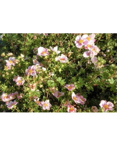 Перстач чагарниковий / Лапчатка кущова Прінцесс / Пінк Квін | Potentilla fruticosa Princess / Pink Queen | Лапчатка кустарниковая Принцесс / Пинк Квин