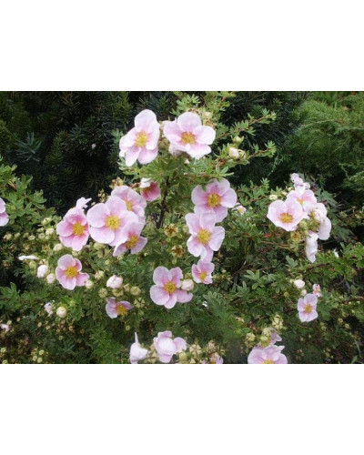 Перстач чагарниковий / Лапчатка кущова Прінцесс / Пінк Квін | Potentilla fruticosa Princess / Pink Queen | Лапчатка кустарниковая Принцесс / Пинк Квин
