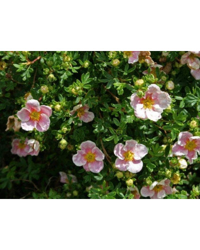 Перстач чагарниковий / Лапчатка кущова Прінцесс / Пінк Квін | Potentilla fruticosa Princess / Pink Queen | Лапчатка кустарниковая Принцесс / Пинк Квин