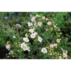 Перстач чагарниковий / Лапчатка кущова Прінцесс / Пінк Квін | Potentilla fruticosa Princess / Pink Queen | Лапчатка кустарниковая Принцесс / Пинк Квин