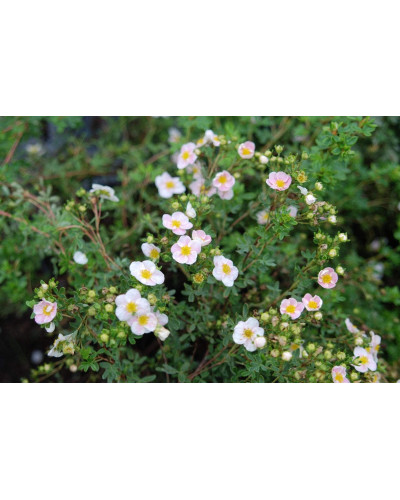 Перстач чагарниковий / Лапчатка кущова Прінцесс / Пінк Квін | Potentilla fruticosa Princess / Pink Queen | Лапчатка кустарниковая Принцесс / Пинк Квин