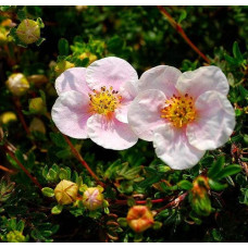 Перстач чагарниковий / Лапчатка кущова Прінцесс / Пінк Квін | Potentilla fruticosa Princess / Pink Queen | Лапчатка кустарниковая Принцесс / Пинк Квин