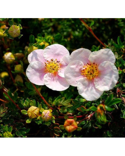 Перстач чагарниковий / Лапчатка кущова Прінцесс / Пінк Квін | Potentilla fruticosa Princess / Pink Queen | Лапчатка кустарниковая Принцесс / Пинк Квин