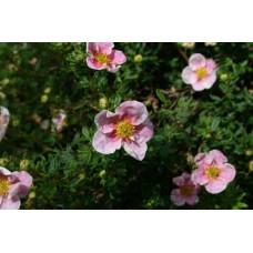 Перстач чагарниковий / Лапчатка кущова Прінцесс / Пінк Квін | Potentilla fruticosa Princess / Pink Queen | Лапчатка кустарниковая Принцесс / Пинк Квин