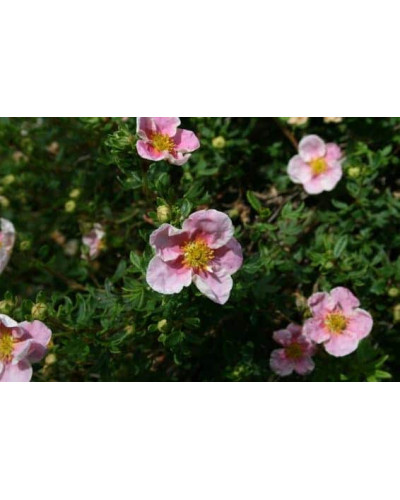 Перстач чагарниковий / Лапчатка кущова Прінцесс / Пінк Квін | Potentilla fruticosa Princess / Pink Queen | Лапчатка кустарниковая Принцесс / Пинк Квин