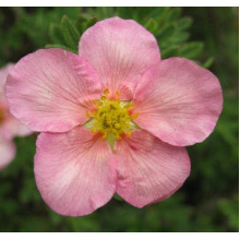 Перстач чагарниковий / Лапчатка кущова Прінцесс / Пінк Квін | Potentilla fruticosa Princess / Pink Queen | Лапчатка кустарниковая Принцесс / Пинк Квин