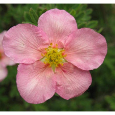 Перстач чагарниковий / Лапчатка кущова Прінцесс / Пінк Квін | Potentilla fruticosa Princess / Pink Queen | Лапчатка кустарниковая Принцесс / Пинк Квин