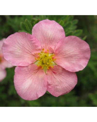 Перстач чагарниковий / Лапчатка кущова Прінцесс / Пінк Квін | Potentilla fruticosa Princess / Pink Queen | Лапчатка кустарниковая Принцесс / Пинк Квин