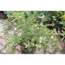 Перстач чагарниковий / Лапчатка кущова Прінцесс / Пінк Квін | Potentilla fruticosa Princess / Pink Queen | Лапчатка кустарниковая Принцесс / Пинк Квин