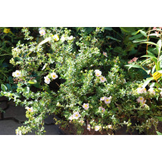 Перстач чагарниковий / Лапчатка кущова Прінцесс / Пінк Квін | Potentilla fruticosa Princess / Pink Queen | Лапчатка кустарниковая Принцесс / Пинк Квин