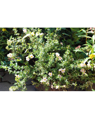 Перстач чагарниковий / Лапчатка кущова Прінцесс / Пінк Квін | Potentilla fruticosa Princess / Pink Queen | Лапчатка кустарниковая Принцесс / Пинк Квин