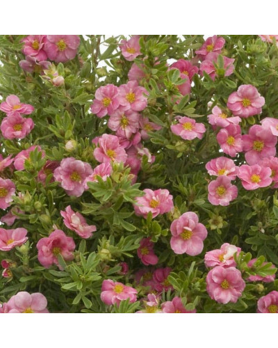 Перстач чагарниковий / Лапчатка кущова Нью Даун | Potentilla fruticosa New Dawn | Лапчатка кустарниковая Нью Даун
