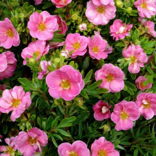 Перстач чагарниковий / Лапчатка кущова Нью Даун | Potentilla fruticosa New Dawn | Лапчатка кустарниковая Нью Даун