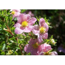 Перстач чагарниковий / Лапчатка кущова Нью Даун | Potentilla fruticosa New Dawn | Лапчатка кустарниковая Нью Даун