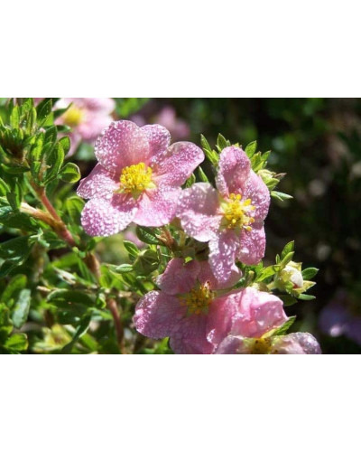 Перстач чагарниковий / Лапчатка кущова Нью Даун | Potentilla fruticosa New Dawn | Лапчатка кустарниковая Нью Даун