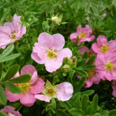 Перстач чагарниковий / Лапчатка кущова Нью Даун | Potentilla fruticosa New Dawn | Лапчатка кустарниковая Нью Даун