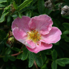 Перстач чагарниковий / Лапчатка кущова Нью Даун | Potentilla fruticosa New Dawn | Лапчатка кустарниковая Нью Даун