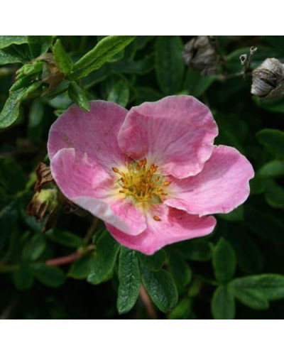 Перстач чагарниковий / Лапчатка кущова Нью Даун | Potentilla fruticosa New Dawn | Лапчатка кустарниковая Нью Даун
