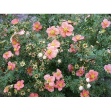 Перстач чагарниковий / Лапчатка кущова Нью Даун | Potentilla fruticosa New Dawn | Лапчатка кустарниковая Нью Даун