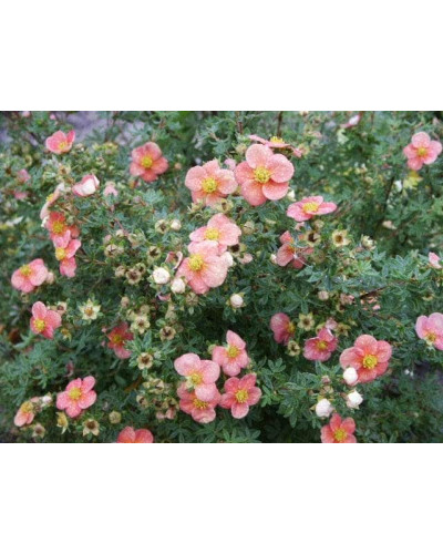 Перстач чагарниковий / Лапчатка кущова Нью Даун | Potentilla fruticosa New Dawn | Лапчатка кустарниковая Нью Даун