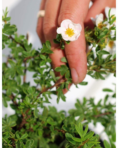 Перстач чагарниковий / Лапчатка кущова Нью Даун | Potentilla fruticosa New Dawn | Лапчатка кустарниковая Нью Даун