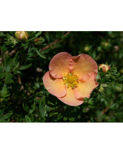 Перстач чагарниковий / Лапчатка кущова Дейдаун | Potentilla fruticosa Daydawn | Лапчатка кустарниковая Дейдаун