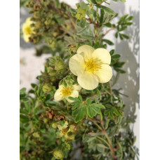 Перстач чагарниковий / Лапчатка кущова Дейдаун | Potentilla fruticosa Daydawn | Лапчатка кустарниковая Дейдаун