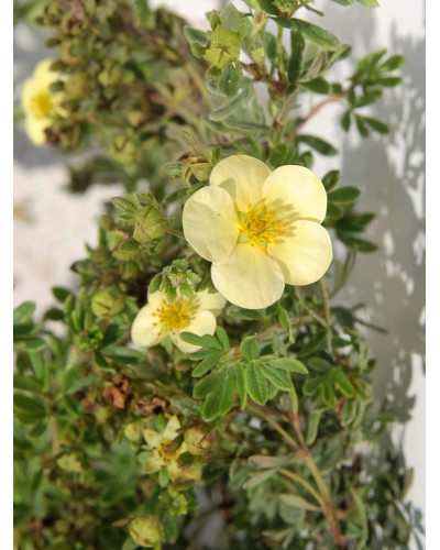 Перстач чагарниковий / Лапчатка кущова Дейдаун | Potentilla fruticosa Daydawn | Лапчатка кустарниковая Дейдаун