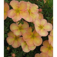 Перстач чагарниковий / Лапчатка кущова Дейдаун | Potentilla fruticosa Daydawn | Лапчатка кустарниковая Дейдаун