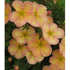 Перстач чагарниковий / Лапчатка кущова Дейдаун | Potentilla fruticosa Daydawn | Лапчатка кустарниковая Дейдаун