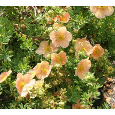 Перстач чагарниковий / Лапчатка кущова Дейдаун | Potentilla fruticosa Daydawn | Лапчатка кустарниковая Дейдаун