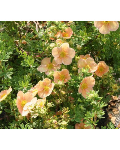 Перстач чагарниковий / Лапчатка кущова Дейдаун | Potentilla fruticosa Daydawn | Лапчатка кустарниковая Дейдаун