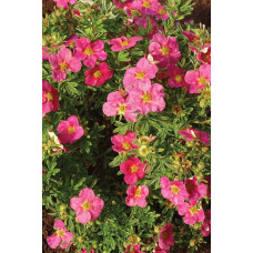 Перстач чагарниковий / Лапчатка кущова Белліссіма® | Potentilla fruticosa Bellissima® | Лапчатка кустарниковая Беллиссима®