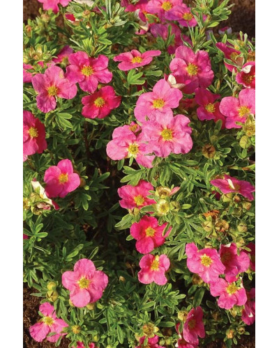 Перстач чагарниковий / Лапчатка кущова Белліссіма® | Potentilla fruticosa Bellissima® | Лапчатка кустарниковая Беллиссима®