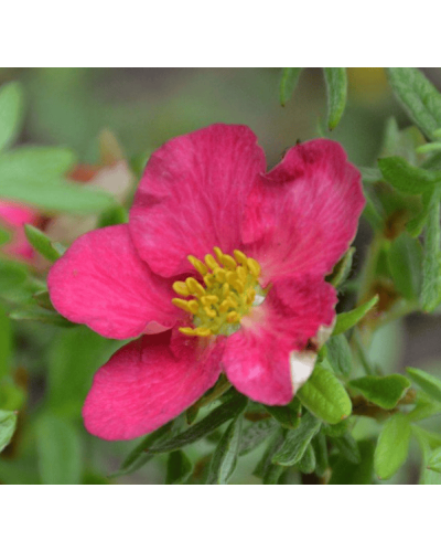 Перстач чагарниковий / Лапчатка кущова Белліссіма® | Potentilla fruticosa Bellissima® | Лапчатка кустарниковая Беллиссима®
