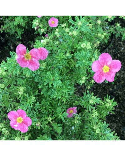 Перстач чагарниковий / Лапчатка кущова Белліссіма® | Potentilla fruticosa Bellissima® | Лапчатка кустарниковая Беллиссима®
