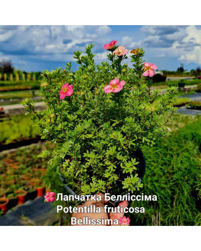 Перстач чагарниковий / Лапчатка кущова Белліссіма® | Potentilla fruticosa Bellissima® | Лапчатка кустарниковая Беллиссима®