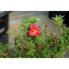 Перстач чагарниковий / Лапчатка кущова Белліссіма® | Potentilla fruticosa Bellissima® | Лапчатка кустарниковая Беллиссима®