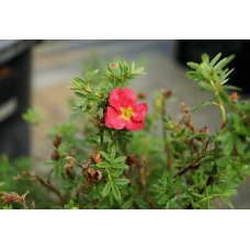 Перстач чагарниковий / Лапчатка кущова Белліссіма® | Potentilla fruticosa Bellissima® | Лапчатка кустарниковая Беллиссима®