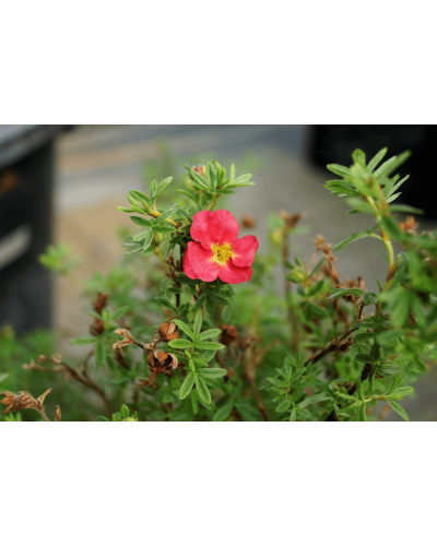 Перстач чагарниковий / Лапчатка кущова Белліссіма® | Potentilla fruticosa Bellissima® | Лапчатка кустарниковая Беллиссима®
