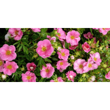 Перстач чагарниковий / Лапчатка кущова Белліссіма® | Potentilla fruticosa Bellissima® | Лапчатка кустарниковая Беллиссима®
