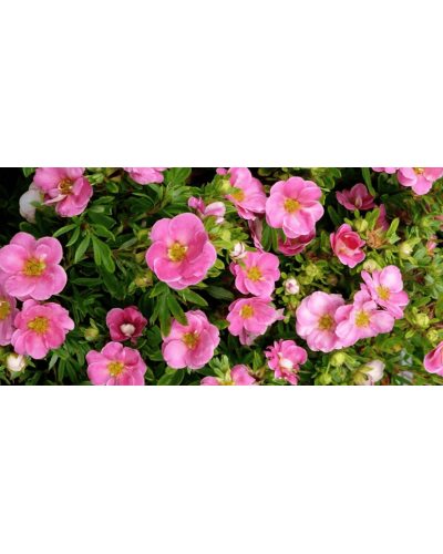 Перстач чагарниковий / Лапчатка кущова Белліссіма® | Potentilla fruticosa Bellissima® | Лапчатка кустарниковая Беллиссима®