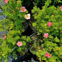 Перстач чагарниковий / Лапчатка кущова Белліссіма® | Potentilla fruticosa Bellissima® | Лапчатка кустарниковая Беллиссима®